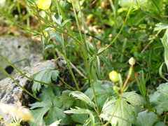 Ranunculus neapolitanus