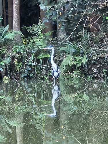 Cocoi Heron