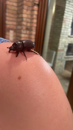 European Rhinoceros Beetle