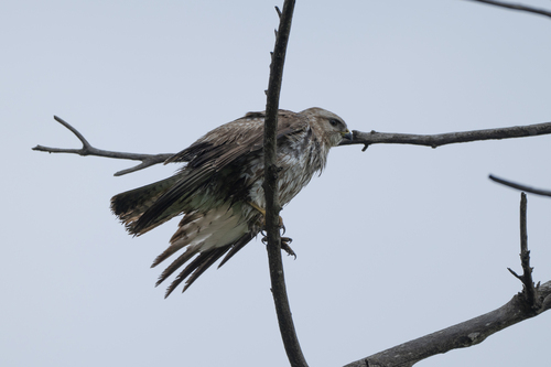 Long-legged Buzzard