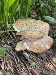 Cerioporus squamosus