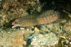 Gymnothorax cribroris