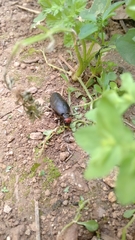 Trichomeloe sericellus