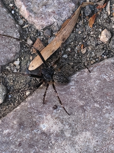 Walnut Orbweaver