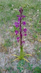 Orchis anatolica