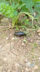 Trichomeloe sericellus