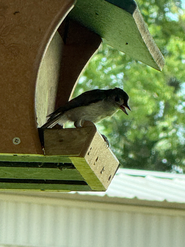 Tufted Titmouse