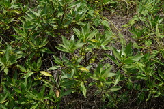 Myoporum bontioides