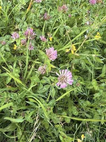 Red Clover