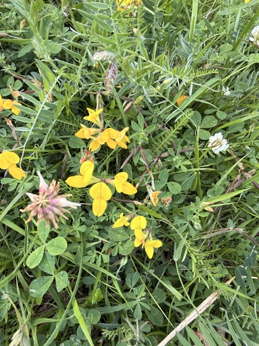 bird's-foot trefoil