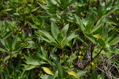Myoporum bontioides