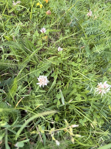 white clover