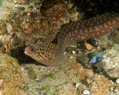Gymnothorax cribroris
