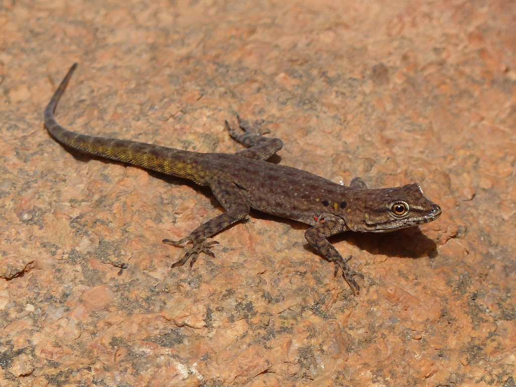 Moroccan Day Gecko