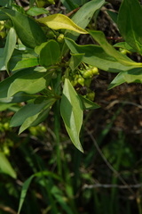 Myoporum bontioides