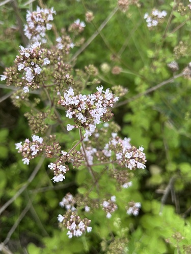 Oregano