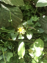 Ficaria verna