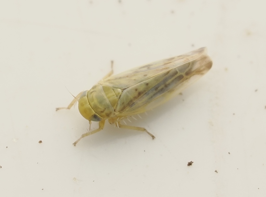 Eupteryx artemisiae