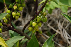Myoporum bontioides