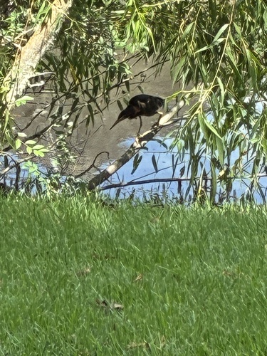 Green Heron