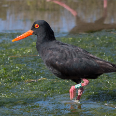 African Oystercatcher photo 4