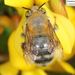 Anthophora beijingensis - Photo (c) Homemountain/Shan Gui, some rights reserved (CC BY-NC), uploaded by Homemountain/Shan Gui