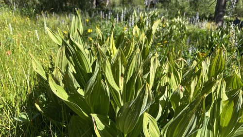 iNaturalist observation photo of Corn Lily