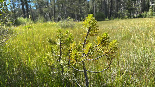 iNaturalist observation photo of lodgepole pine