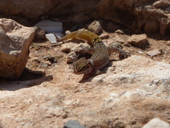 Saurodactylus brosseti