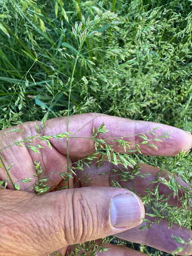 iNaturalist observation photo of Meadow-grasses