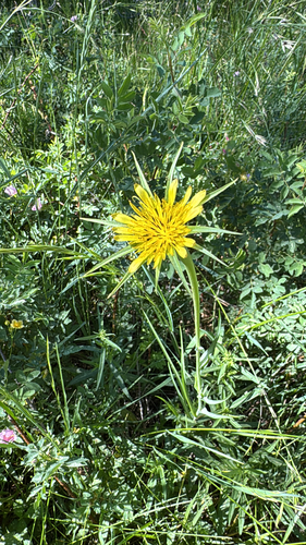 iNaturalist observation photo of Yellow Salsify