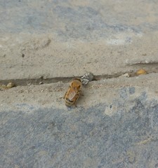 Apis mellifera