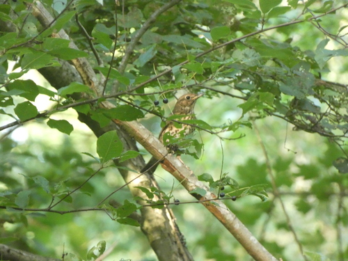 Song Thrush