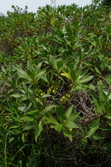Myoporum bontioides