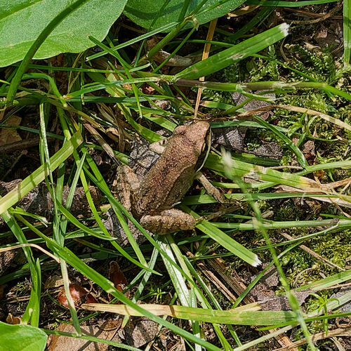 Wood Frog