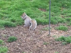 Sciurus carolinensis