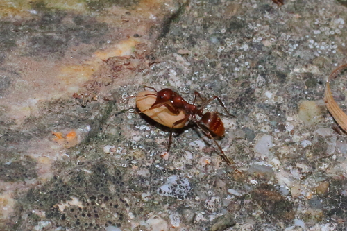 European Amazon Ant