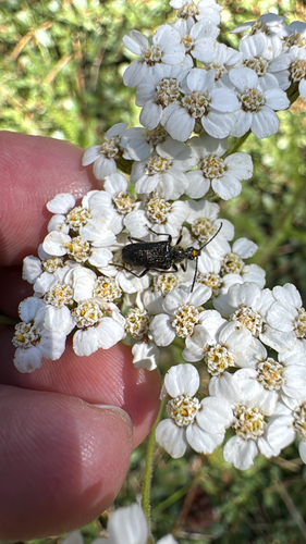 iNaturalist observation photo of Gnathacmaeops pratensis