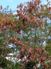 Leucaena macrophylla