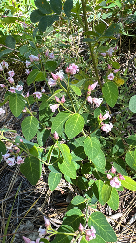 iNaturalist observation photo of spreading dogbane