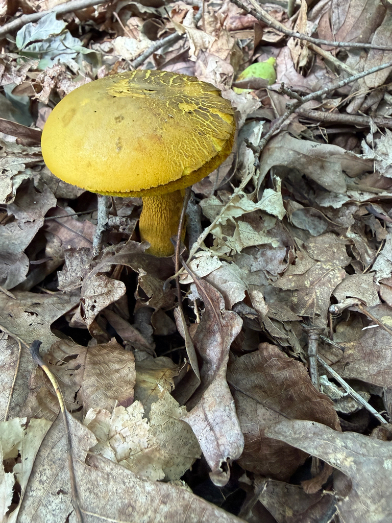 Ornate-stalked bolete · June 2026 · photo: Photo: (c) Amanda Doty, some rights reserved (CC BY) · iNaturalist