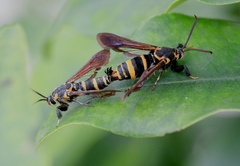 Nokona pilamicola
