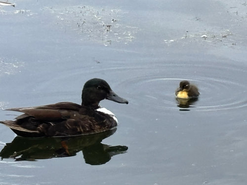 Domestic Mallard