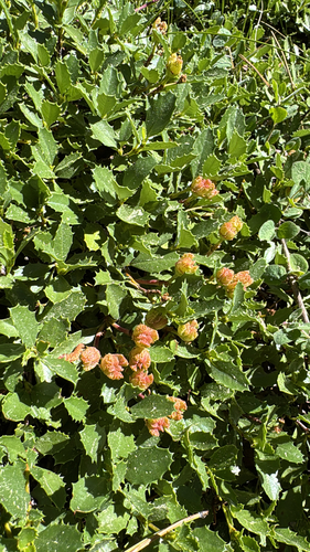 iNaturalist observation photo of Mahala mat
