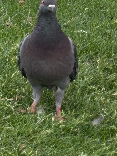 Rock Pigeon