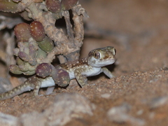 Stenodactylus mauritanicus