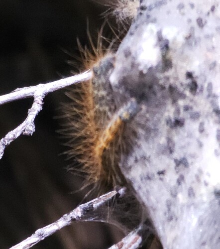 iNaturalist observation photo of Western Tent Caterpillar Moth