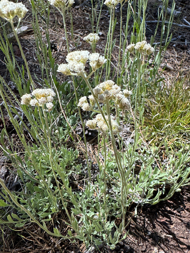 iNaturalist observation photo of Dicots