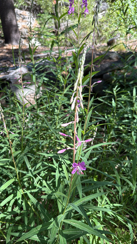 iNaturalist observation photo of fireweed