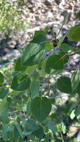 iNaturalist observation photo of quaking aspen